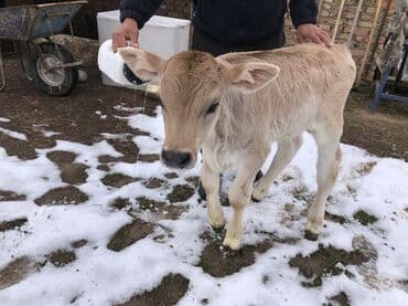 дойныйе коровы: Продаю | Бык (самец), Тёлка, Музоо, торпок | Швицкая | Для разведения | Искусственник — 1