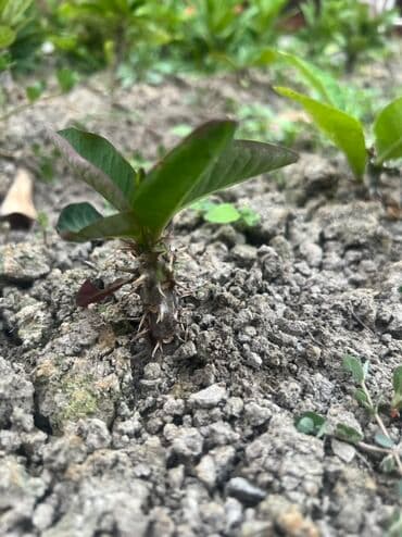 молочай гранта: Сеянцы молочая Милля (Euphorbia milii) – колючий суккулент для дома и — 9