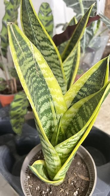 Бөлмө өсүмдүктөрү: Сансевиерия лауренти (Sansevieria Trifasciata ‘Laurentii’) — — 3