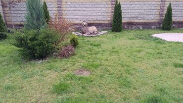 дом или времянку в бишкеке: 25 м², 7 комнат, Утепленный, Теплый пол, Балкон застеклен — 9