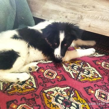 черные псы: Щенок, черно-белый, среднего размера. Порода: помесь — 4