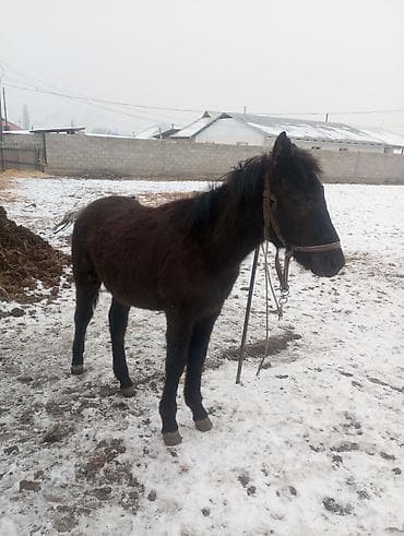 Продаю | Жеребенок | Для разведения | Племенные