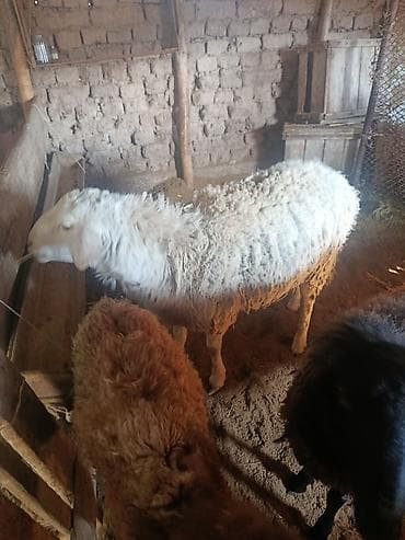 Корма для с/х животных: Продаю | Овца (самка) | Для разведения — 1