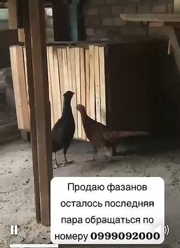 Үй жаныбарлары: Фазаны — пара. Домашнее разведение. На видео видно активных птиц с — 1