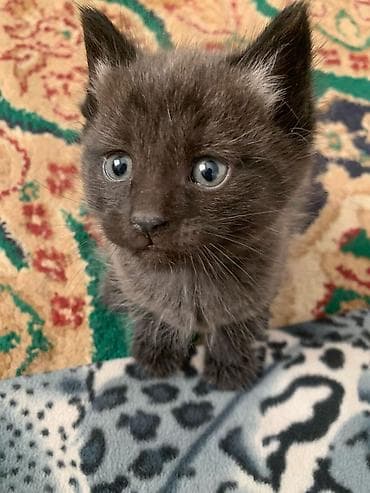 отдам даром породистых котят: Отдам котят в хорошие руки. Девочка и 2мальчика. Игривые, приучены к — 2