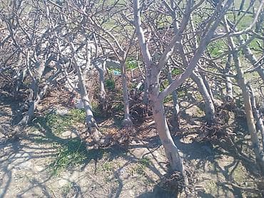 яблоки и груши: Саженцы выкопанных плодовых деревьев. - Порода: косточковые (по — 1