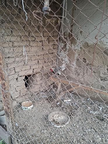 купить карагат: Серебристый сибрайттын жумурткалары сатылат — 3