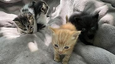 помёта: Котята, помёт из 4 малышей. - Окрас: два полосатых бело-тигровых — 3