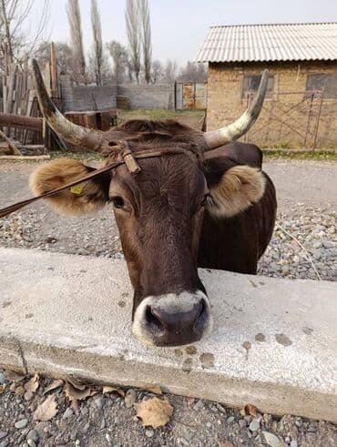 Собаки: Продаю | Корова (самка) | Швицкая | Для молока | Стельные — 7