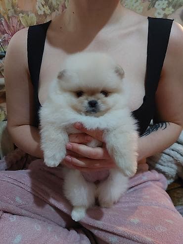 Шпиц, 1 месяц, Самец, С прививкой