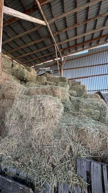 Грызуны: Сено в тюках (прессованные прямоугольные кипы) - Заготовлено и — 2