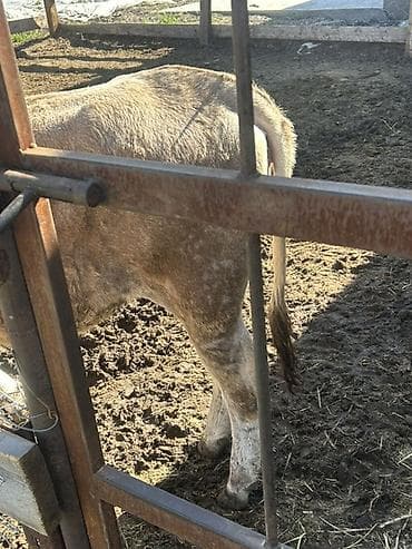 индийский бегунок купить: Продаю | Бык (самец) | На откорм — 3