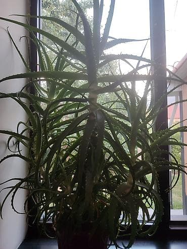 Комнатные растения: Алоэ (Aloe arborescens), взрослое комнатное растение в горшке — 5