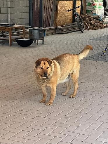 Собака даром: Овчарка, 3 года, Самка, С прививкой