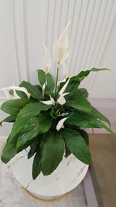 Комнатные растения: Спатифиллум (Spathiphyllum) — крупный комнатный цветок с белыми — 2