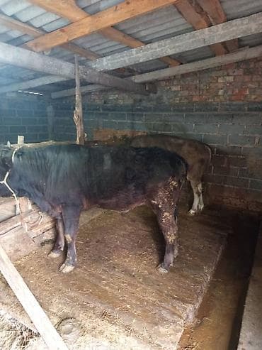 бычки бельгийская: Продаю | Бык (самец) | Полукровка | На откорм | Привязанные — 4