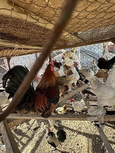 продаю животных: Продаю | Куры | Для разведения — 5