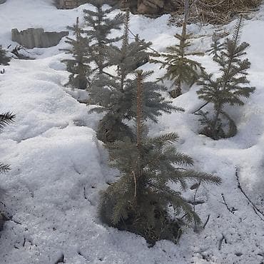 Сейфтер: Ёлка сатылат — 2