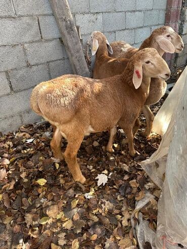 форель живая: Продаю | Овца (самка) | Для разведения — 1