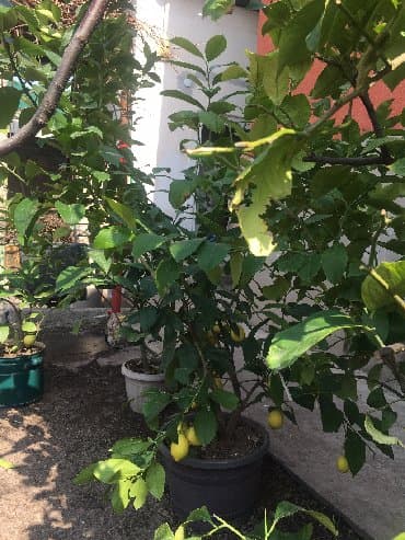 malina.kg продажа малины оптом в бишкеке новопокровка фото: Продается лимонное дерево с плодами и без, многолетние и молодые — 10