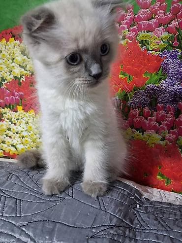Продажа кошек: Скотиш Фолд (Шотландская вислоухая), 2 месяца, Мальчик — 4