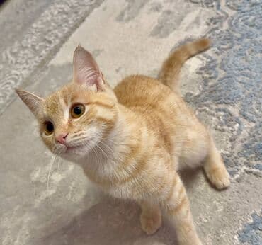 египетская кошка сфинкс цена: Рыжий домашний котёнок с короткой шерстью и выразительными янтарными — 3