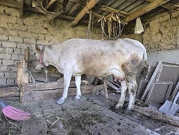 Другие животные: Продаю | Корова (самка) | Привязанные — 5