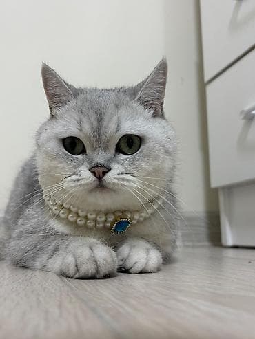 ищу кошку: Вязка: Британская короткошёрстная, Девочка, 2 года, С документами, С прививками, Серебристая шиншилла — 1