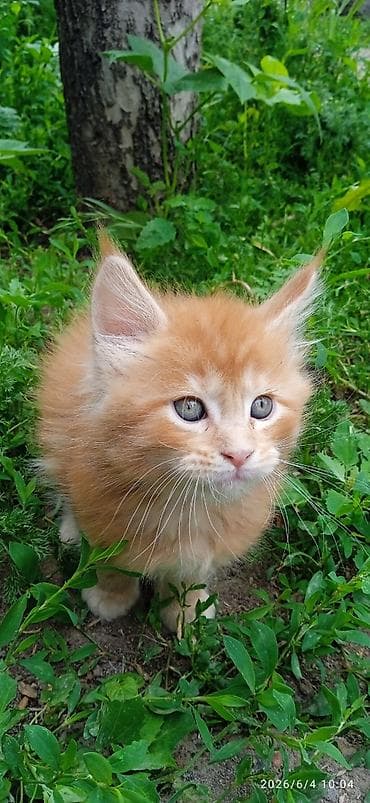 продаю телёнок: Мейн-кун, 2 месяца, Мальчик, Приучена к лотку — 7