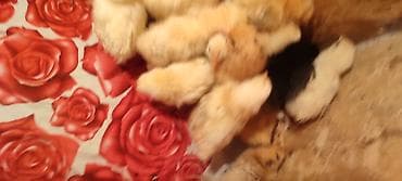 котята бенгальской кошки: Продаю | Цыплята | Домашняя | Для разведения — 2