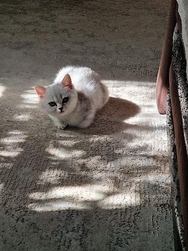 котята сиамской кошки: Скотиш Страйт (Шотландская прямоухая), 2 месяца, Мальчик, Рыжий, Приучена к лотку — 2