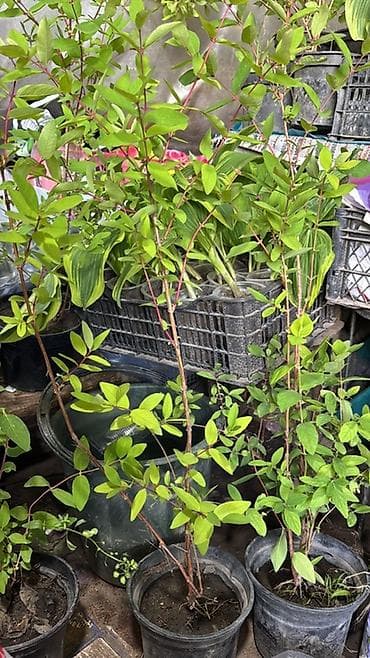 корзина с фруктами бишкек: Жимолость съедобная (саженцы в контейнерах) - Культура: жимолость — 2