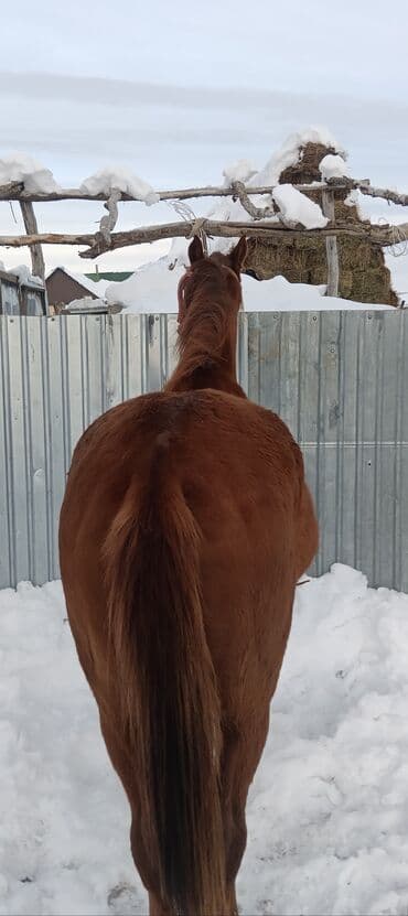 купить измельчитель травы и сена: Продаю | Жеребенок | Рабочий — 5