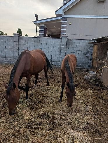 Ветеринар кызматы: Сатам | Бээ (ургаачы) | Көбөйтүү үчүн — 3