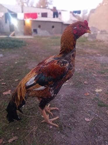 Продаю | Петух | Домашняя | Для разведения