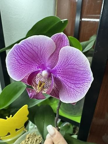 Инструменты: Орхидея Фаленопсис с деткой, в данный момент не цветёт. - Посажен в — 1