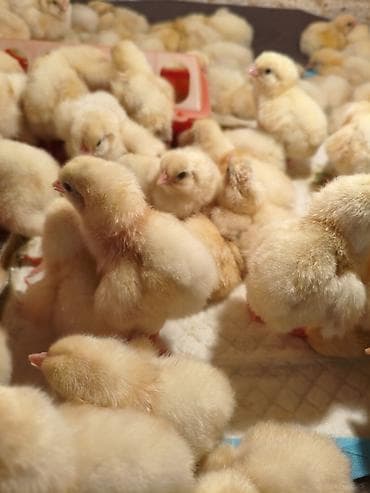 chi su: Продаю | Петух | Для разведения — 2