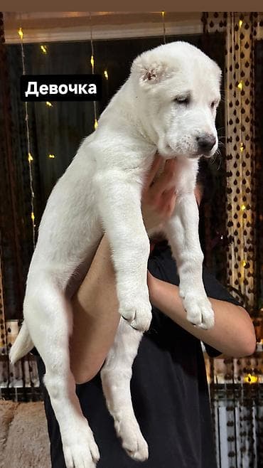 бишкек кошка: Продаются великолепные щенки алабая от чистокровных родителей с — 2