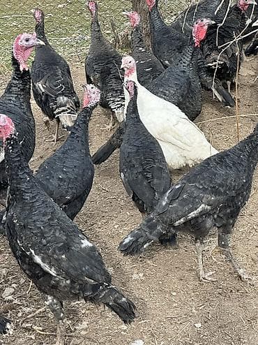 Кошки: Продаю | Индюшка (самка), Индюк (самец) | Черный принц, Северокавказская | На забой, Для разведения | Племенные — 7