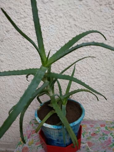 купить семена люцерна: Продаю Алоэ натуральныйиммуномодулятор экоцветок -для взрослых и — 1