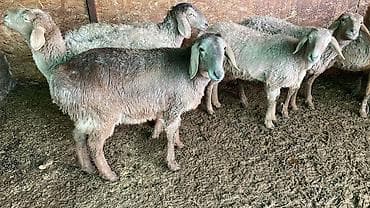 Үй жаныбарлары үчүн товарлар: Сатам | Ургаачы кой (ургаачы), Козу | Гиссар, Арашан | Союуга, Көбөйтүү үчүн, Жүн үчүн | Асыл тукумдуу, Токту — 3