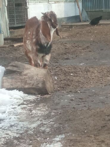 кант собаки: Продаю | Коза (самка) | Для разведения | Племенные — 1