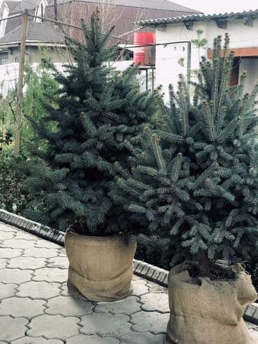 облепиха саженцы: Саженцы деревьев: Ели — 2