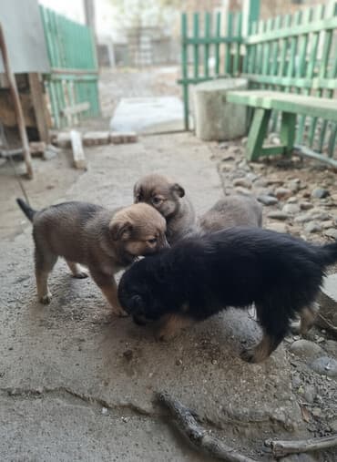 сколько стоит корги в бишкеке: Отдаю в хорошие руки щенков 3мес.звоночки .2 кобеля и 2 сучки — 2