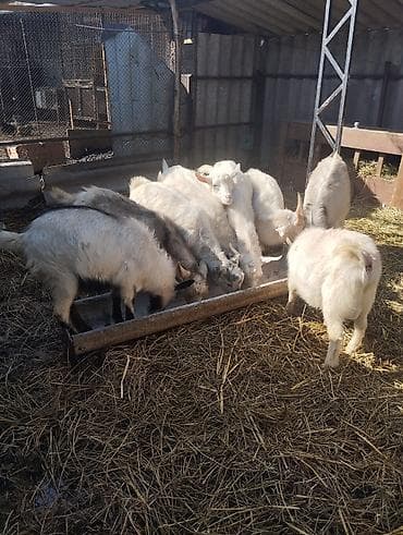 Кошки: Продаю | Козёл (самец) | Зааненская | На забой, Для разведения — 7