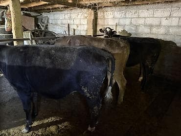 кой сойу: Продаю | Тёлка | Полукровка, Ангус, Алатауская | На откорм | Привязанные — 4