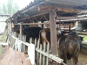 скот на забой: Продаю | Бык (самец) | Полукровка | На откорм | Привязанные — 1