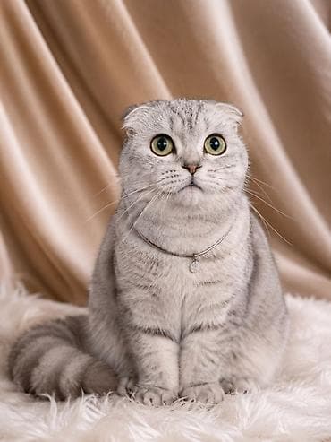 купить тайскую кошку: Скотиш Фолд (Шотландская вислоухая), 4 месяца, Мальчик, Серебристая шиншилла, Приучена к лотку — 1