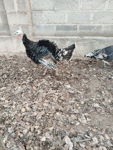 бишкек купить ноутбук: Электрокамин Firelight, 2000 Вт, Светодиодная технология (LED) — 5