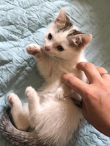 отдам котенка рэгдолл: Котята — домашние любимцы😻 - Породы/тип: Вислоушкидомашние — 7